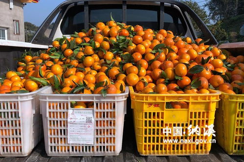 農產品合格證 守護百姓舌尖安全的重要防線